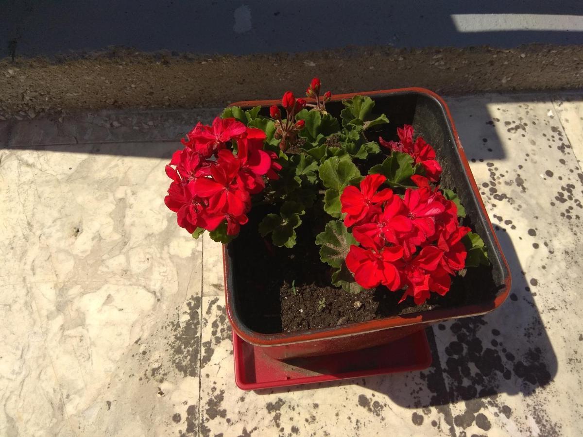 Arxontiko Apartmán *